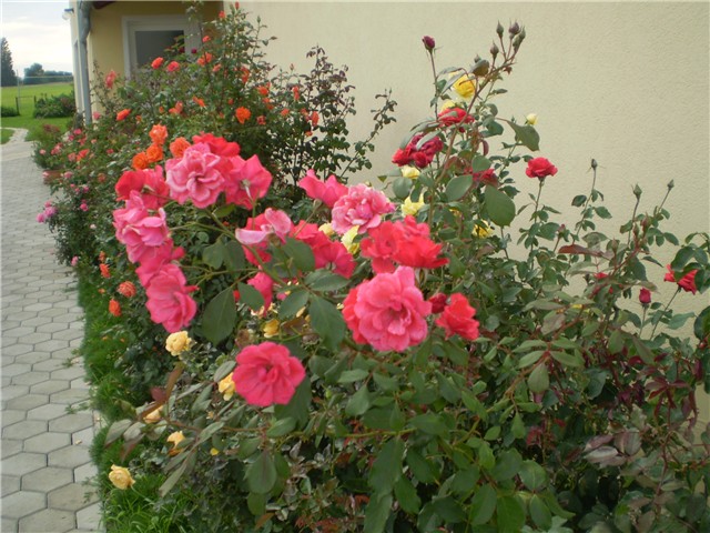 ružičnjak